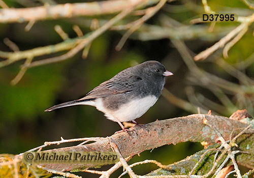 Dark-eyed Junco (Junco hyemalis)